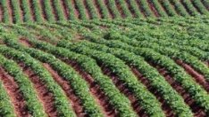 ДФЗ започва прием на проекти по подмярка за развитие на малки стопанства