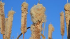 Учени от България и Германия изследват използването на папур за топлоизолация