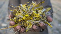 Уиски, насекоми, музика: Алтернативни инвестиции на 2021 г.