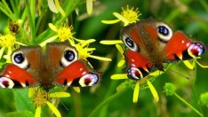 Защо изчезването на пеперудите носи рискове за околната среда