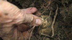 Италия се наслаждава на трюфелите въпреки икономическите проблеми