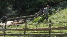 Гръцко или българско агне ще ядем по Великден?