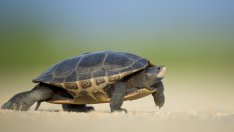 Губи ли импулс преходът към електрическа мобилност?