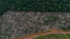 Как ЕС може да набрави по-ефективен своя закон за борба с обезлесяването?