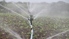 Косьо Стойчев: ЕС иска да счупи саксията, в която отгледа земеделието