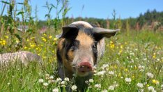 Първи случай на африканска чума по свинете е регистриран в България