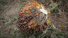 Палмовият биодизел се сблъсква с голям спред спрямо изкопаемите горива