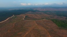 Електромобилната мечта на Индонезия противоречи на борбата ѝ с обезлесяването