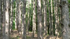 Агроминистерството ще сключва дългосрочни договори за продажба на дървесина