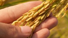 Цените на зърнените стоки на световните пазари поеха надолу в последните дни на юни