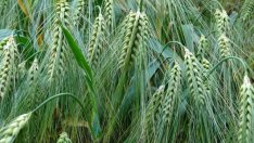 МЗХ подготвя концепция за увеличаване на противоградовата защита