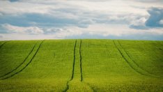 По 133 лева на хектар е субсидията за зелените директни плащания