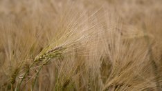 ЕК ще предложи мерки срещу „наводняване“ на пазара с украински внос