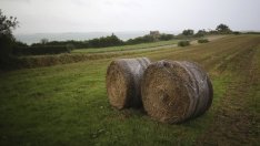 Неравномерното разпределение на агросубсидиите - опит за реформа*