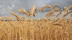 Основните зърнени култури отбелязват сезонно повишение на цените