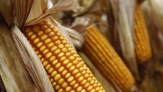 ДФЗ плати близо 128 млн. лева по Схемата за единно плащане на площ