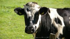 Депутат предлага фермерите да окрупняват пасищата със споразумения