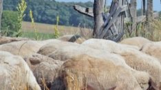 България възстановява износа на агнета за Турция