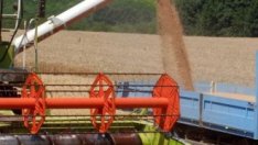 Няма изгледи цената на зърното да се понижи