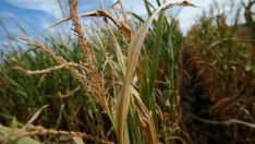 От днес земеделците могат да проверяват дали имат право на помощи 