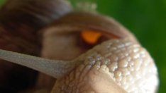 15 евро стигна изкупната цена на килограм охлюви