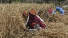 Индия в опит да запълни новосъздадения вакуум на световния пазар на пшеница 