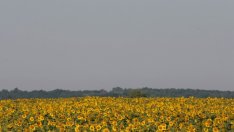 Очаква се рекорден глобален добив на слънчоглед през 2016-2017 г.