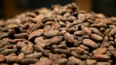  Кот д'Ивоар очаква рекордна реколта на какао