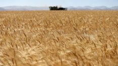 Зърнопроизводителите на протест срещу наредбата на МФ след 20 юли