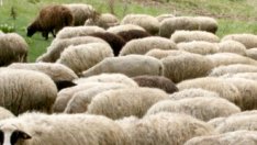 ЕК одобри по-нисък бюджет за гаранционния фонд в земеделието