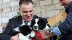 Изплащат 37 млн. лева по схема за млечно говедовъдство и овцевъдство