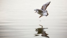 Видинска област участва в проект за устойчива  мобилност по поречието на Дунав