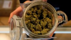 Защо 2019 г.  беше толкова трудна за компаниите за марихуана?