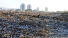 Левицата внесе в парламента предложението за анкетна комисия заради дюните в Несебър