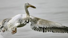 Войната между инвеститори и еколози обхвана езерата по Черноморието