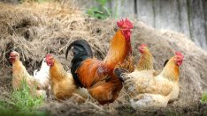 Европейската Схема за основно плащане облагодетелства големите ферми