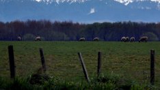 Monsanto загуби дългогодишно дело за щети във Франция