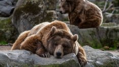 „Мечата тъга“ тества отдадеността на най-пламенните фенове на криптовалутите