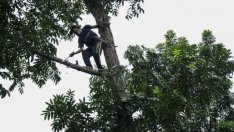 Големите технологични компании режат клона, на който седят