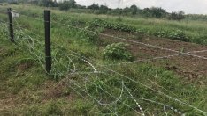 Р. Порожанов: Африканската чума по свинете причинява големи икономически загуби