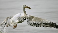 Мрежата Натура 2000 ще се управлява с регионални планове