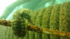 Варненски изобретатели поставят изкуствени вертикални рифове в морето