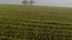 Адванс Терафонд е продал 7 212 дка през 2015 при 1 373 лв.