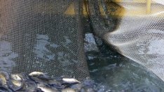 Затяга се контролът в рибарския сектор