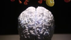 Neuralink се надява да започне имплантирането на чипове в човешкия мозък до 6 месеца