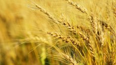 Притесненията за горещините доведоха до скок в цените на зърнените култури в началото на юли