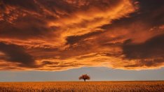 Фермерите в Русия очакват да приберат рекордно количество зърно