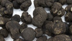 Трюфелите - новата надежда на южноафриканските предприемачи