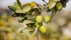 Маслините от Андалусия - другата тлееща търговска война