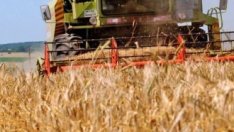 Въпреки спада в цената на зърното, тази на хляба се запазва 